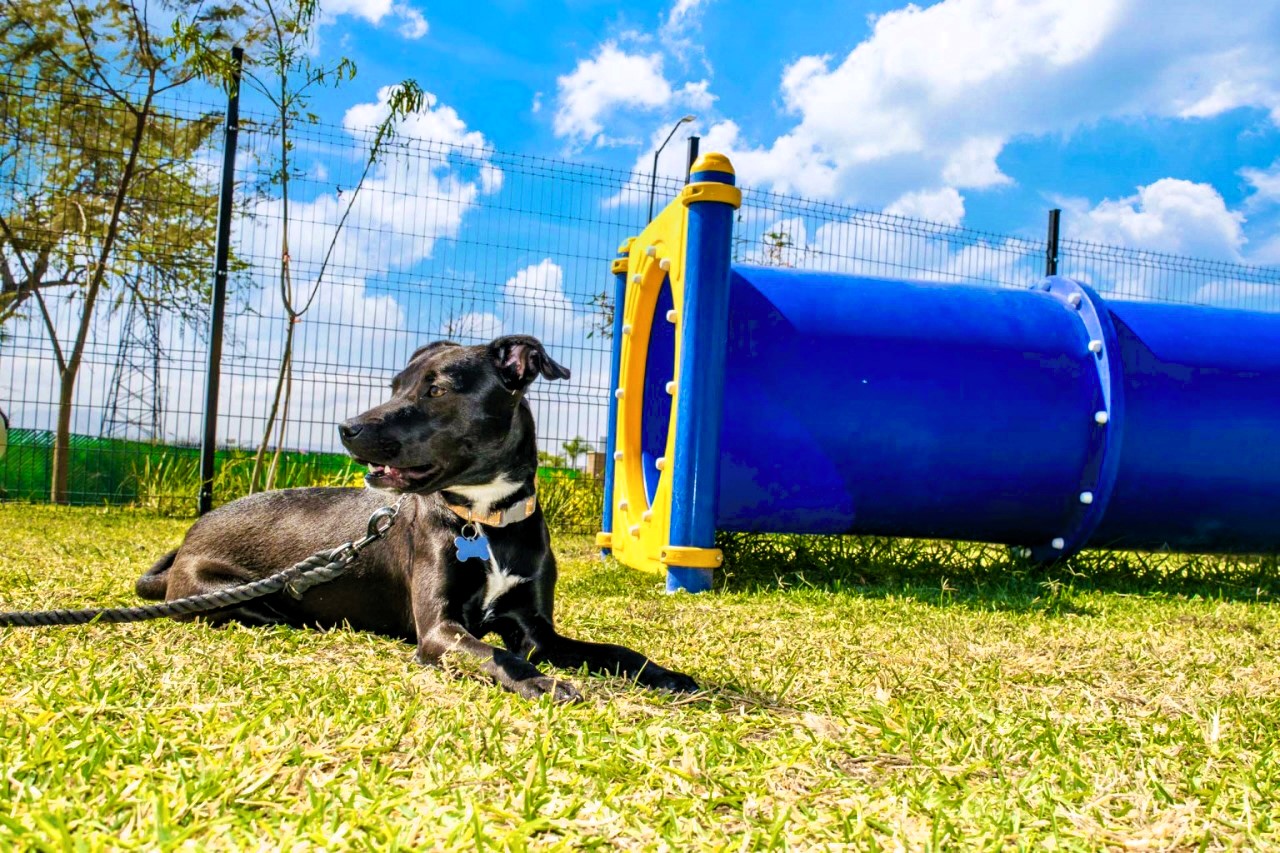 Pet park
